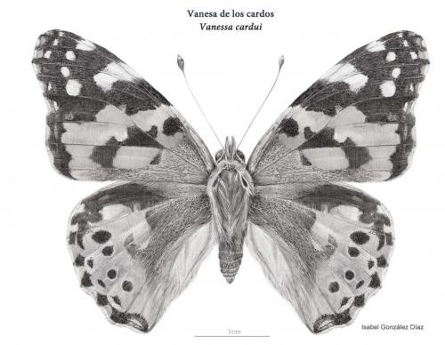 Vanessa cardui- vista dorsal- Mª Isabel Gonzalez Diaz